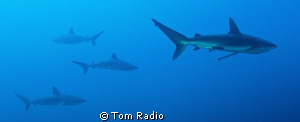 Silver Tip & Galapagos Sharks
Roca Partida, Mexico by Tom Radio 